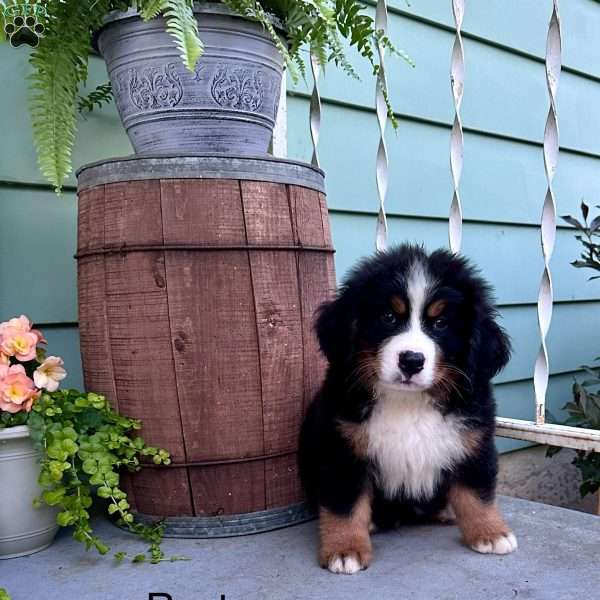 Rusty, Bernese Mountain Dog Puppy